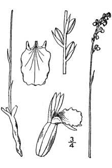 Spiranthes lacera var. gracilis 