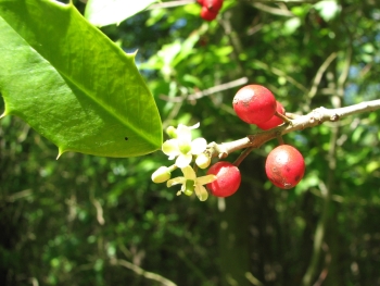 Ilex opaca 