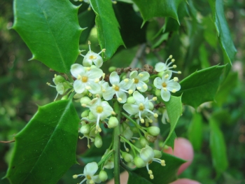 Ilex opaca 