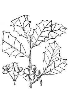 Ilex opaca 