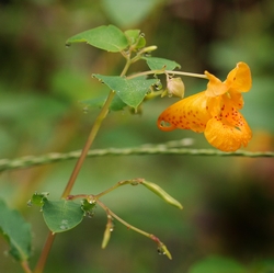 Impatiens capensis