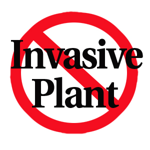 invasive