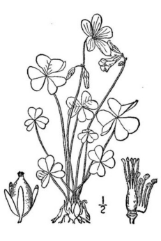 Oxalis violacea