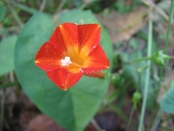 Ipomoea coccinea