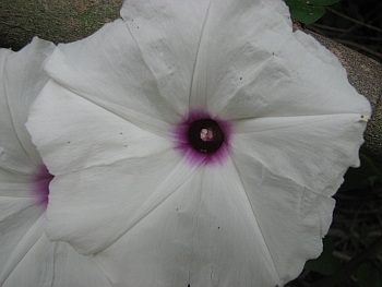 Ipomoea pandurata