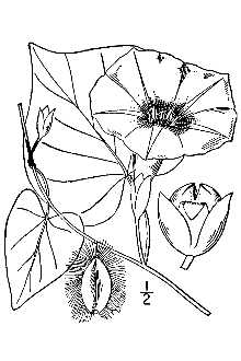 Ipomoea pandurata