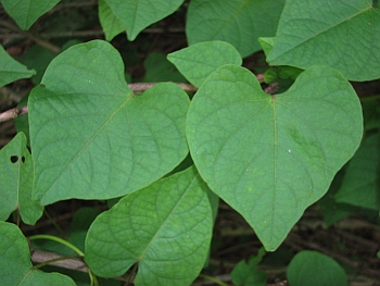 Ipomoea pandurata