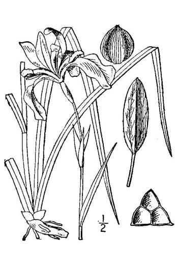 Iris prismatica