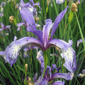 slender blue iris