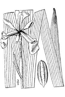 Iris versicolor