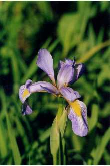 Iris versicolor