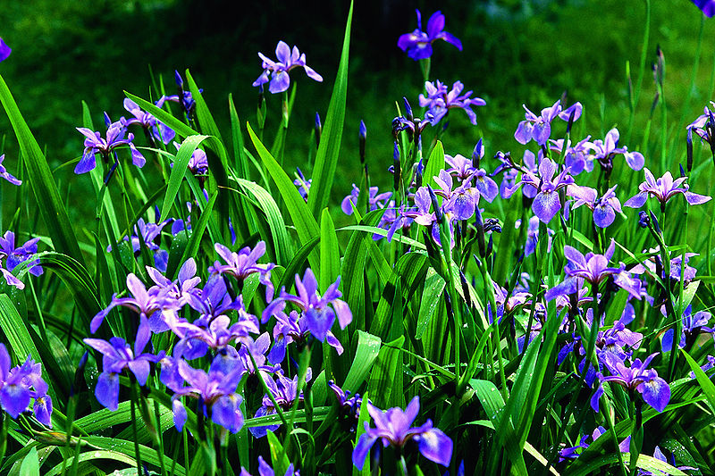 Iris versicolor