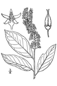 Itea virginica