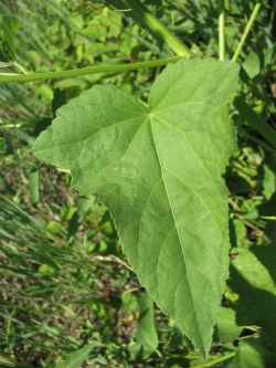 Kosteletzkya virginica