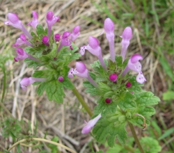 Lamium amplexicaule