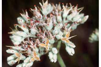 Lachnanthes caroliana