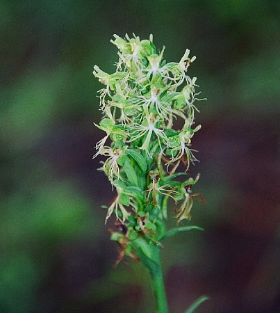 Platanthera lacera