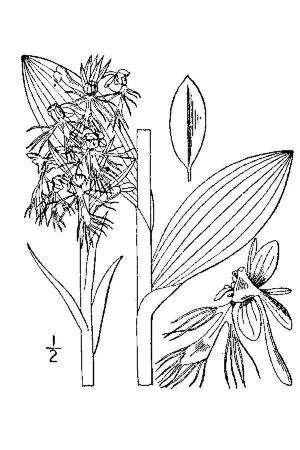 Platanthera lacera