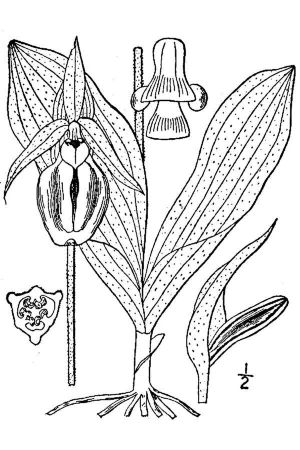 Cypripedium acaule