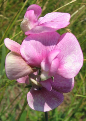 Lathyrus latifolius 