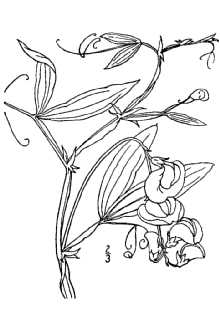 Lathyrus latifolius 