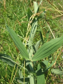 Lathyrus latifolius 