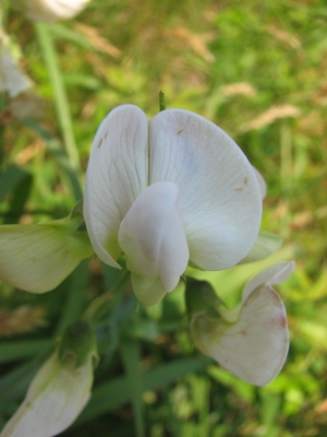 Lathyrus latifolius 