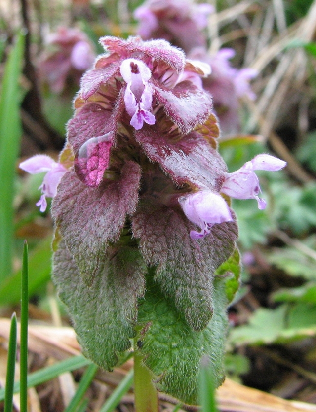 Purple deadnettle