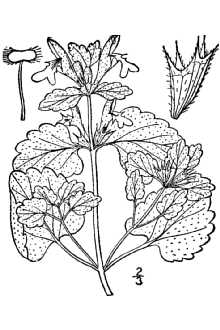 Lamium purpureum