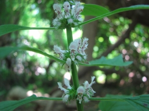 Leonurus cardiaca 