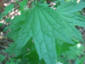 Leonurus cardiaca 