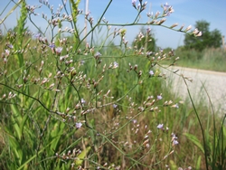 Limonium carolinianum