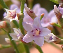 Limonium carolinianum