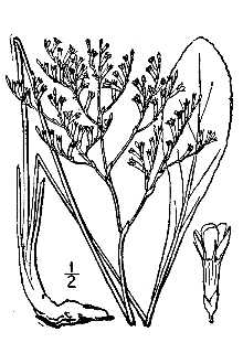 Limonium carolinianum