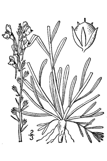 Nuttallanthus canadensis