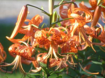 Lilium lancifolium