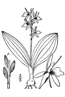 Liparis loeselii 