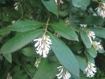 Ligustrum obtusifolium