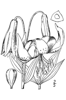 Lilium superbum 