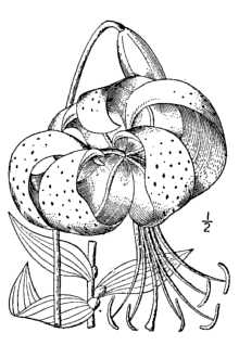 Lilium lancifolium