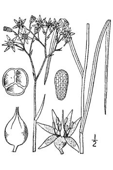 Lophiola aurea