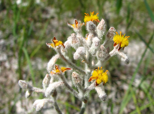 Lophiola aurea