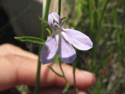 Lobelia canbyi 