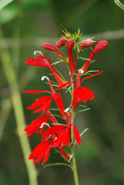 Lobelia cardinalis