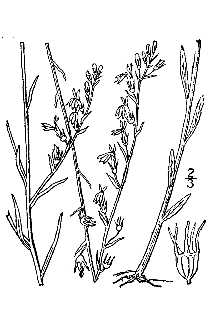 Lobelia canbyi 