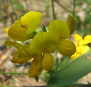 Lotus corniculatu