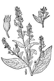 Lobelia inflata