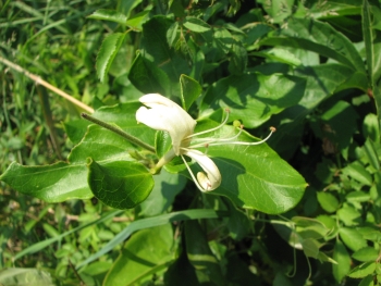 Lonicera japonica