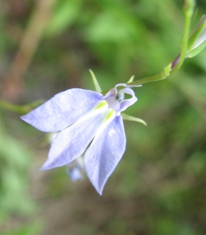 Lobelia nuttallii