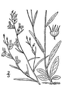 Lobelia nuttallii